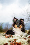 adult Sheltie