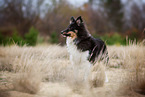 adult Sheltie