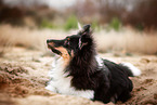 adult Sheltie