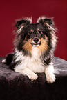 adult Sheltie