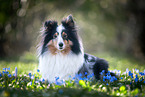 female Sheltie