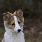 Sheltie Puppy