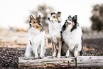 female Shelties