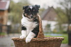 Shetland Sheepdog Puppy