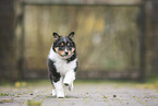 Shetland Sheepdog Puppy