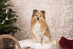 female Sheltie