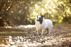 Sheltie in summer