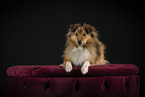 Sheltie