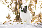Sheltie in winter
