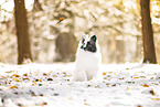 Sheltie in winter