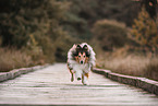 male Sheltie