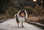 male Sheltie