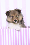 Sheltie Puppy