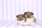 Sheltie Puppies