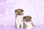 Sheltie Puppies