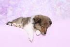 Sheltie Puppy