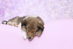 Sheltie Puppy