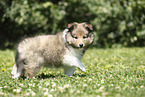 Sheltie Puppy