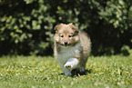 Sheltie Puppy