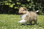 Sheltie Puppy