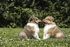 Sheltie Puppies