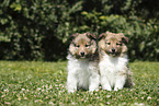 Sheltie Puppies