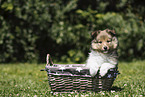 Sheltie Puppy