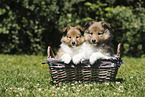 Sheltie Puppies