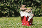 Sheltie Puppies