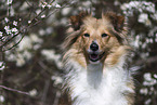 Sheltie