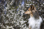 Sheltie