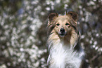 Sheltie