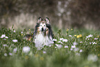 Sheltie