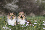 Shelties