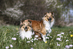 Shelties