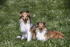 Shelties