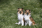 Shelties