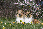 Shelties