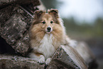 female Sheltie