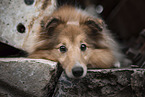 female Sheltie