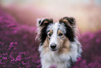 Sheltie