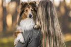 female Sheltie