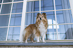 female Sheltie