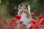 female Sheltie