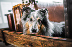 Sheltie