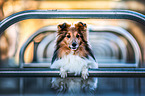 Sheltie