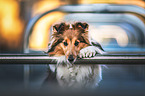 Sheltie