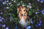 Sheltie