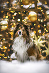 Sheltie