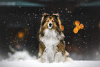 Sheltie